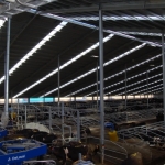 Super farm starts production