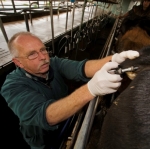 Clear TB test for Taranaki herds