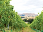 Vineyard Ecosystems Programme