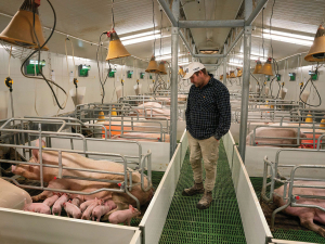 Pig farmers respond to new welfare standards