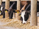 ￼Supplements deliver greatest returns when fed during genuine feed shortages.