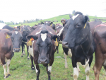 Feds president for Rotorua/Taupo region, Alan Wills, says by and large dairy farmers are in good shape.