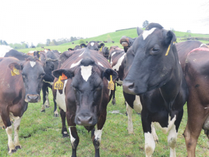 Feds president for Rotorua/Taupo region, Alan Wills, says by and large dairy farmers are in good shape.