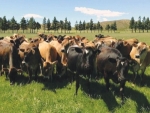 A cool cow in summer is a happy cow, says DairyNZ animal welfare team manager Chris Leach.