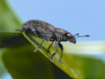 The clover root weevil.