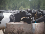 Feeding cows to convert more grass into milk