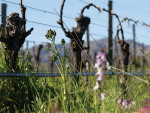 The Organic &amp; Biodynamic Winegrowing Conference