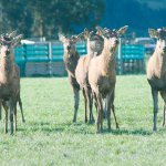 MPI predicts subdued season 