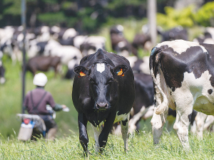 Early detection with smaXtec allows for milder treatments and reduces the need for antibiotics.