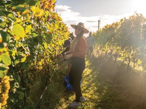 Hawke&#039;s Bay harvest. Photo credit: Richard Briner.