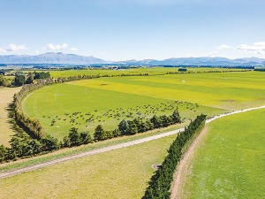Craigmore Sustainables Te Awa dairy farm in Te Pirita, Canterbury.