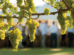 Hawke's Bay to Host Great Wine Capitals Conference 2026