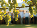 Hawke's Bay to Host Great Wine Capitals Conference 2026