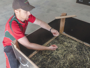 Matthew Falloon inspects a harvest of asparagus seed. The seed, still mixed with some plant debris at this stage, is being dried in a bin with warm air percolating up from a grille in the bottom of the bin. Photo: Rural News Group.