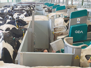 The GEA robotic milkers offer batch and voluntary milking.