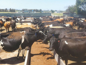 Cows eating only PKE at the trial farm in Dargaville.