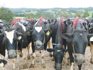 The cows pictured with the various apparatus to assist research.