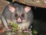 Waikato Regional Council have reported excellent results in priority possum control.
