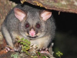 Waikato Regional Council have reported excellent results in priority possum control.