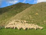 New Zealand now has 5.6 sheep for every person, after peaking at 22 sheep for every person in 1982.