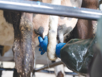 Vaccine targets environmental mastitis