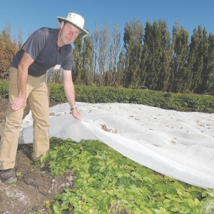 Crop cover to combat psyllid?