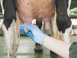 Take time with your vet in your milk quality review to look at mastitis treatment records and SCC history. 