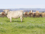Farmers have sent a clear message to Beef+Lamb NZ by voting out one of their directors.