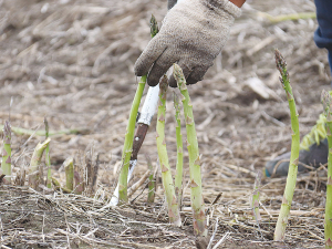 Currently asparagus picking is all by hand and it’s hard work. 