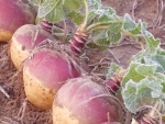 Swede cow death findings