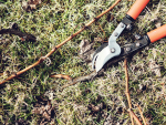 Pruning Pressures: Pruning window cut short by Covid