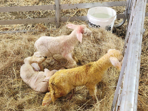 Farmers must put together a well-equipped lambing kit to help minimise lamb losses, particularly in bad weather.