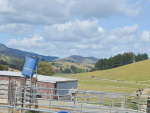 Parts of Northland remain green: parts are drying out quickly.