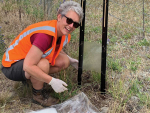 Project leader Jessica Vereijssen from Plant &amp; Food Research putting out an insect sticky trap. Photo  Mette Nielsen.