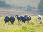 The Whangaroa Ngaiotonga Trust farm runs a state-of-the-art bull fattening operation. Photo Credit: Alphapix