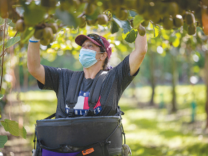 NZ’s kiwifruit industry requires 24,000 seasonal workers for picking and packing roles.