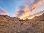 At Marble Point Station, between Culverden and Hanmer Springs, it has been a long summer. Recent rain hasn’t been enough to trigger grass growth.