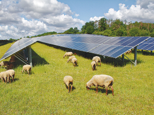 The land will also operate a sheep grazing operation - taking over from a previous dairy herd.