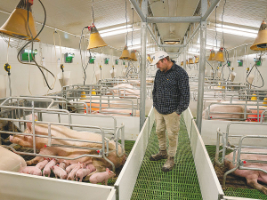 The main proposals in the Government&#039;s new draft code, which has farmers up in arms, surround new rules around farrowing crates.