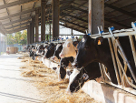 EU co-op to trial methane reducing feed additive