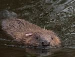 A Eurasian beaver. Photo: National Trust.