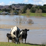 Adverse event declared in Northland