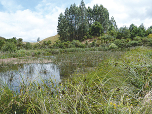 DairyNZ general manager sustainable dairy Dr David Burger says the analysis shows the good outcomes achieved by improving management practices on dairy farms to improve surface water quality.