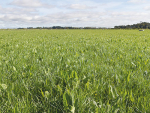 Plantain could help lower a farm’s greenhouse gas emission.