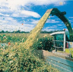 Getting prepared for maize silage harvest