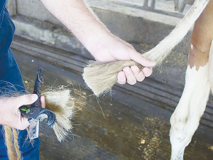Trimming prevents tails getting caught in equipment and stops the build-up of muck which can lead to tail injuries.