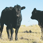 Beef prices to firm