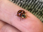 Adult harlequin ladybird. Photo: Vaughn Bell and Tara Taylor, Plant &amp; Food Research.