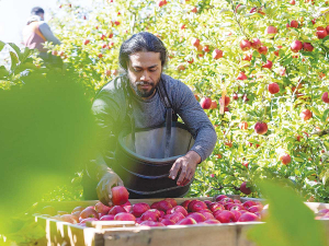 Growers have described the fruit left unpicked due to lack of labour as heartbreaking.