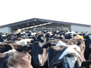Twelve herds are now infected with TB in Hawke’s Bay.